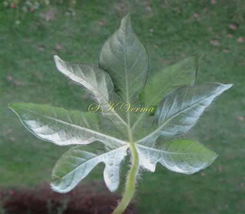  Leaf-Abaxial view